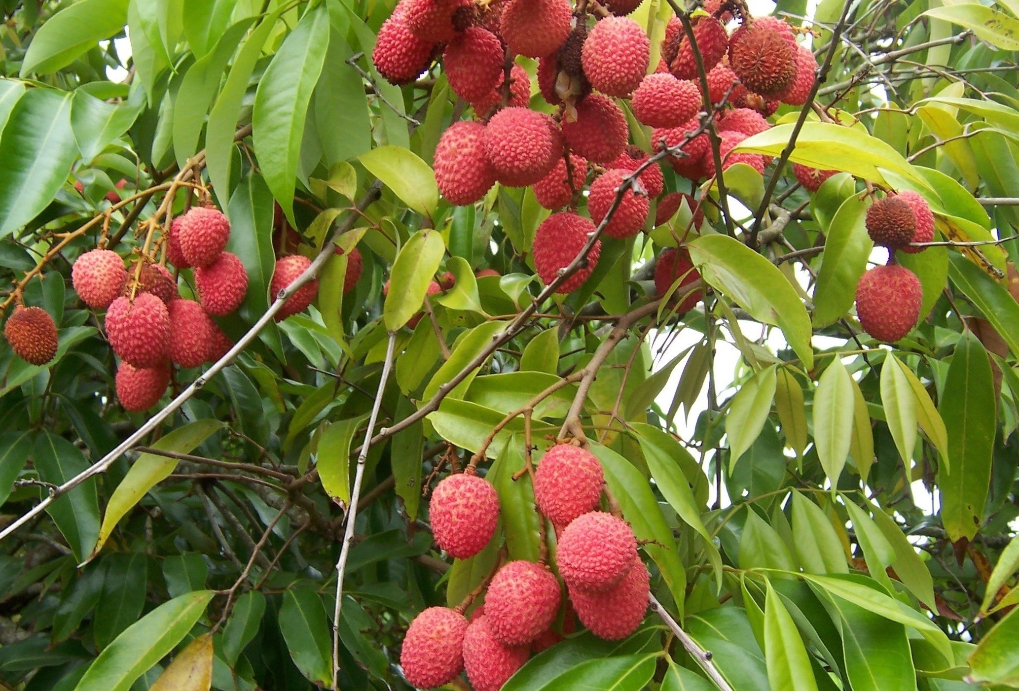 Loai qua Viet ben ngoai xu xi ben trong mong nuoc, cuc bo duong hinh anh