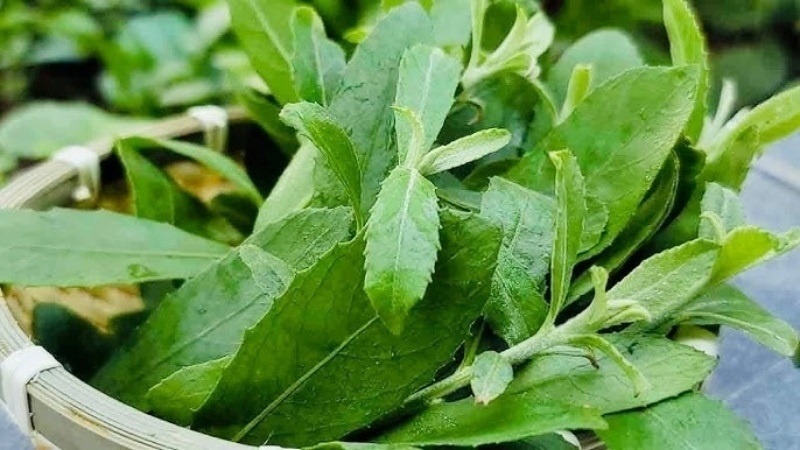 Cay cuc tan anh 1