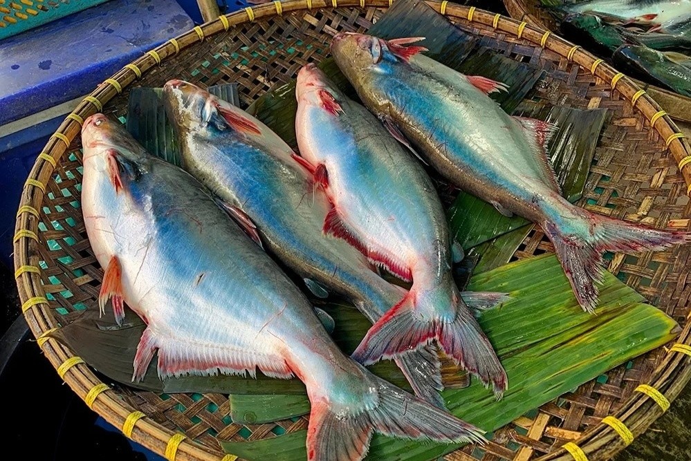 Loai ca co phan bung sieu beo, thom ngon giau dinh duong hinh anh