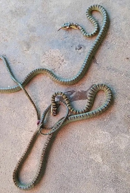 Rắn cườm ảnh 2 Ran cuom anh 2