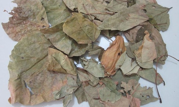 Cay la vong anh 2