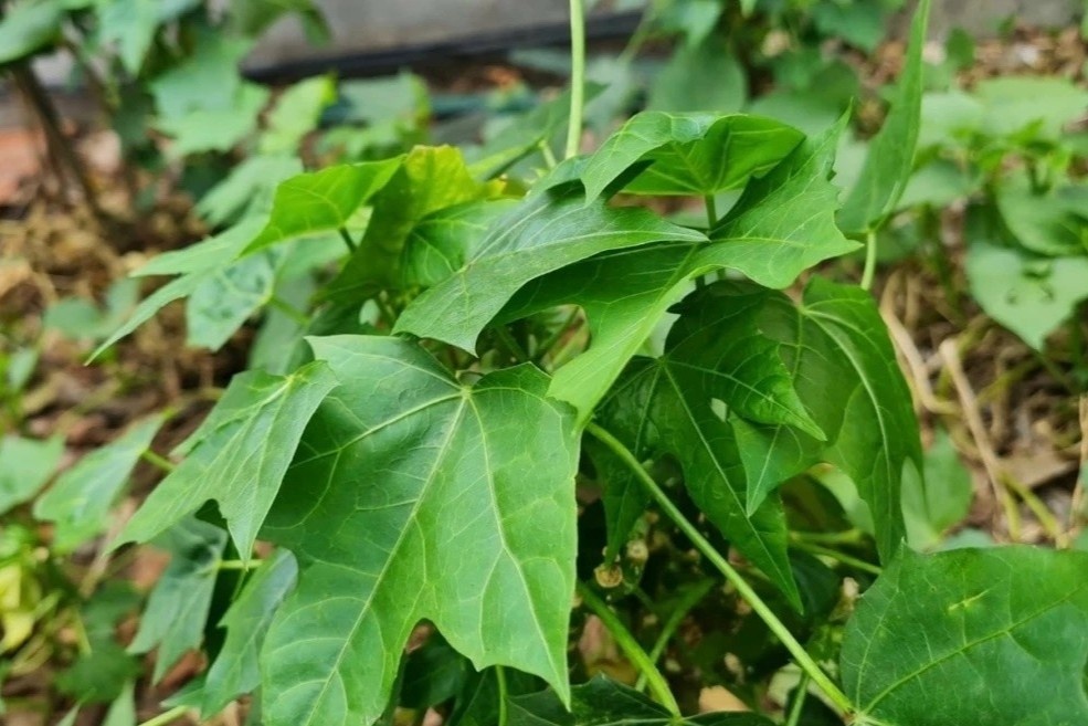 Loai rau it nguoi biet ten cuc ky tot cho gan, ngon ngot tu nhien hinh anh