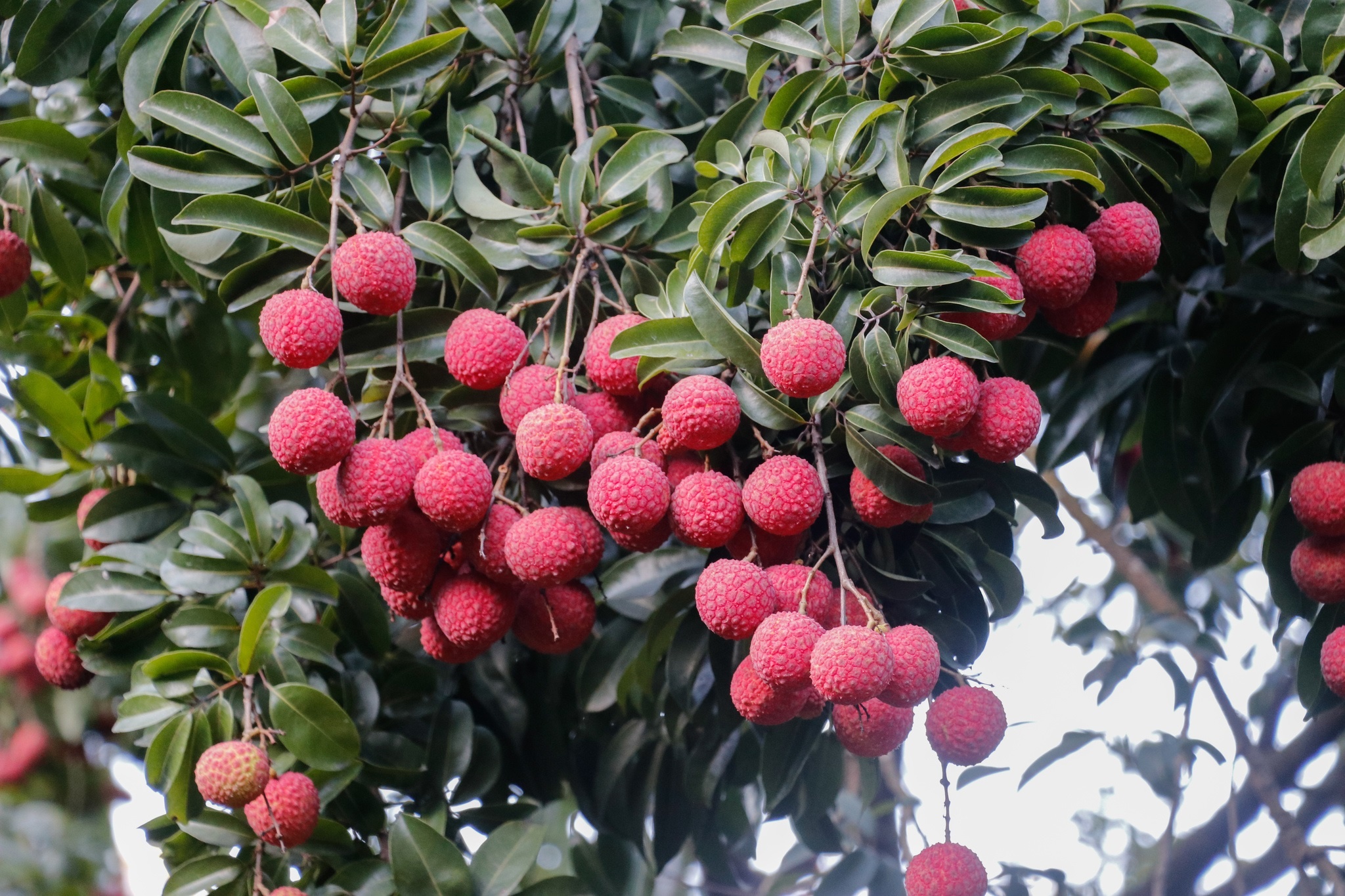 Qua vai anh 1