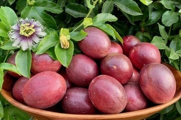 Viet Nam co loai qua quen thuoc giau vitamin C, giup sach duong ruot hinh anh