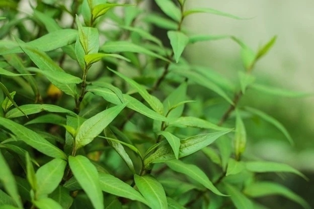 Cay thuoc quy chang cham van tot um nhu co, an vao bo duong du duong hinh anh