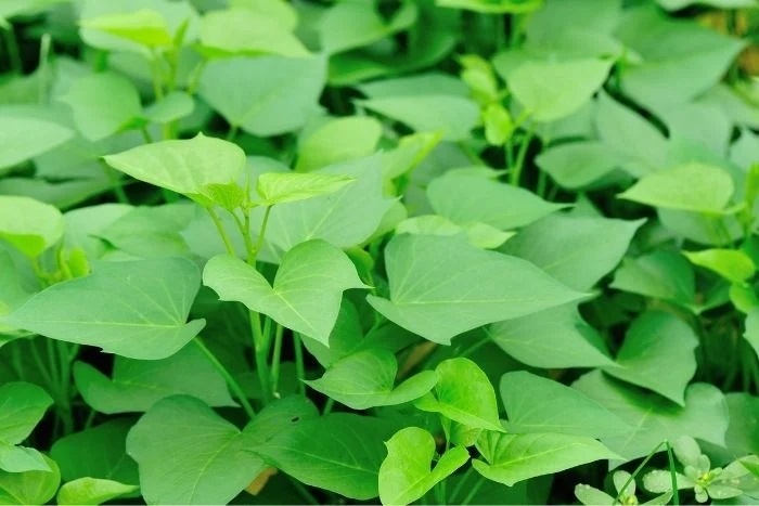 Viet Nam co loai rau thanh nhiet, giai doc, nau duoc nhieu mon ngon hinh anh