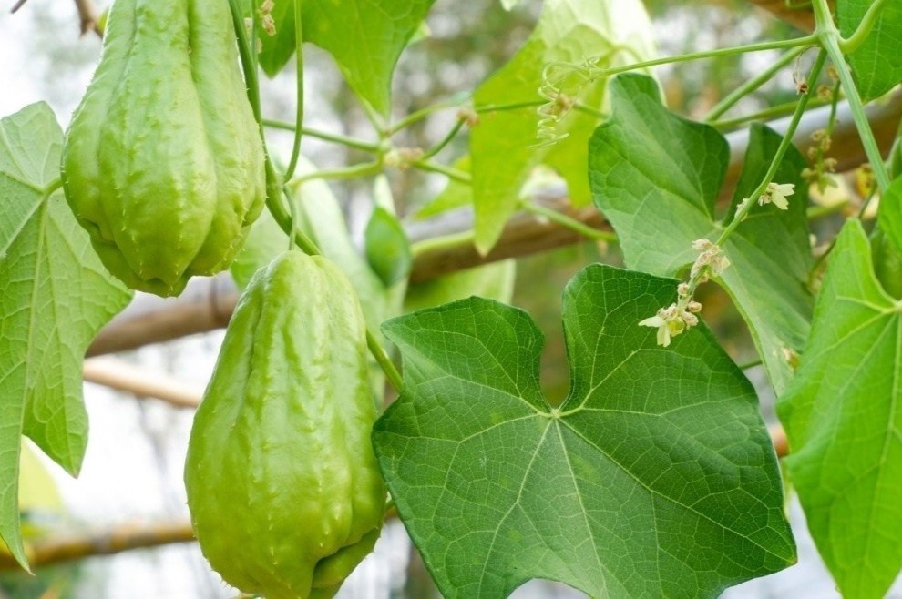 Cay thuoc dai bo tu la den qua deu tot, an vao duong gan lai bo tim hinh anh