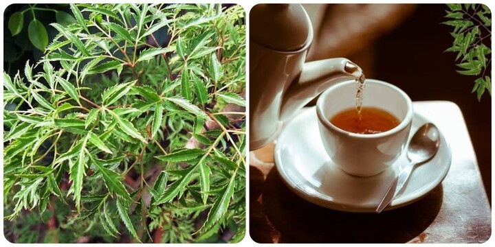 Lá đinh lăng nấu nước uống có tác dụng gì?