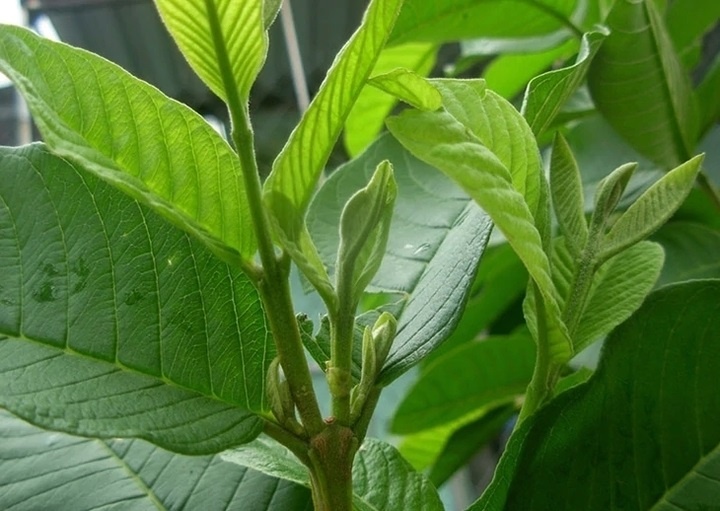 Nước l&aacute; ổi ảnh 1