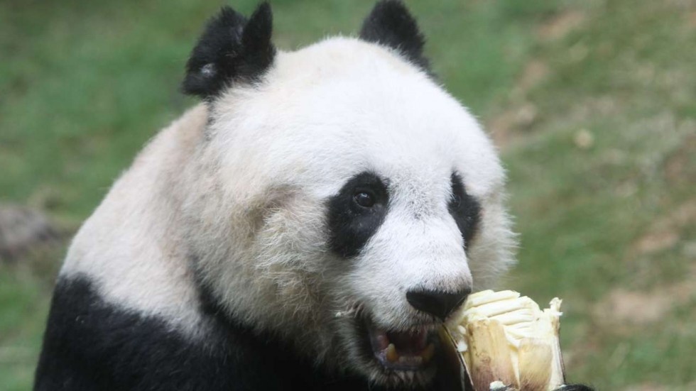 Gau truc lon tuoi nhat the gioi qua doi o Hong Kong hinh anh