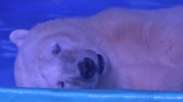 chú gấu bắc cực buồn nhất thế giới ảnh 2 chu gau bac cuc buon nhat the gioi anh 2