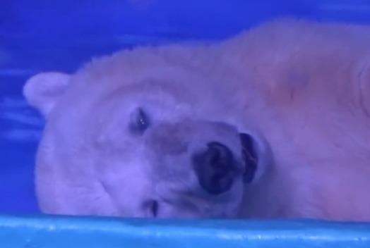 Chu gau Bac cuc 'buon nhat the gioi' tai Trung Quoc hinh anh