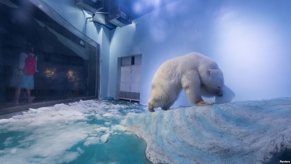 chú gấu bắc cực buồn nhất thế giới ảnh 1 chu gau bac cuc buon nhat the gioi anh 1