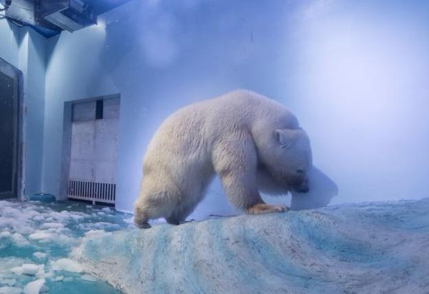 Chu gau bac cuc buon nhat the gioi hinh anh