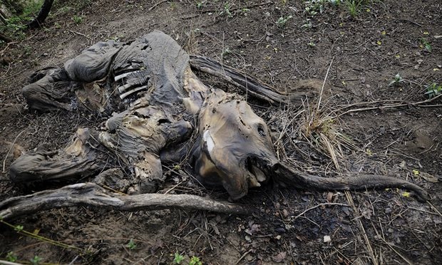 dong vat tuyet chung vao nam 2020 anh 1