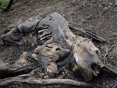 Trai dat co the mat 2/3 so dong vat trong 4 nam toi hinh anh