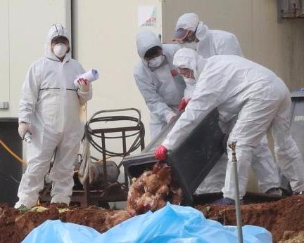 Virus cum gia cam H5N6 bung phat o Han Quoc hinh anh