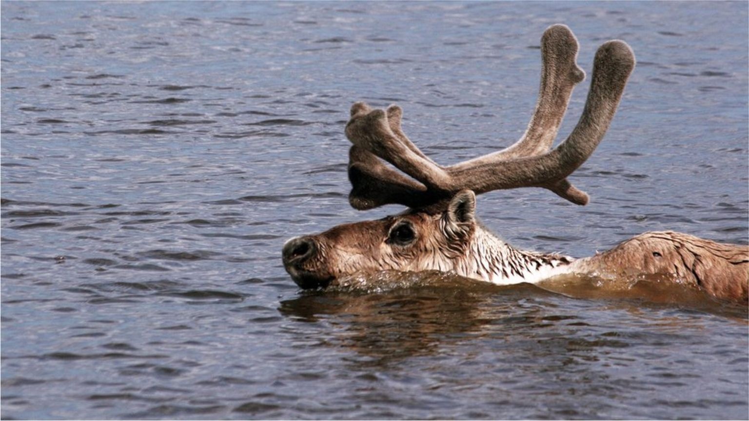 dan tuan loc lon nhat the gioi suy giam anh 2