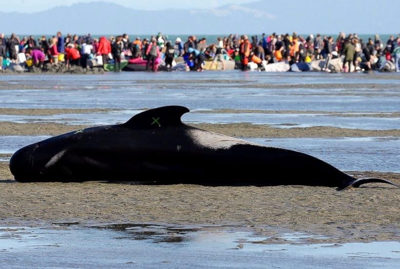 Chay dua voi thoi gian giai cuu ca voi mac can o New Zealand hinh anh