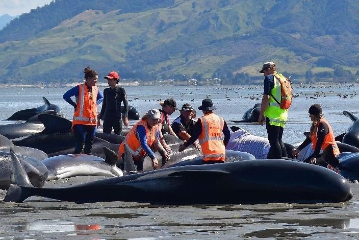 Them 200 con ca voi mac can tai New Zealand hinh anh