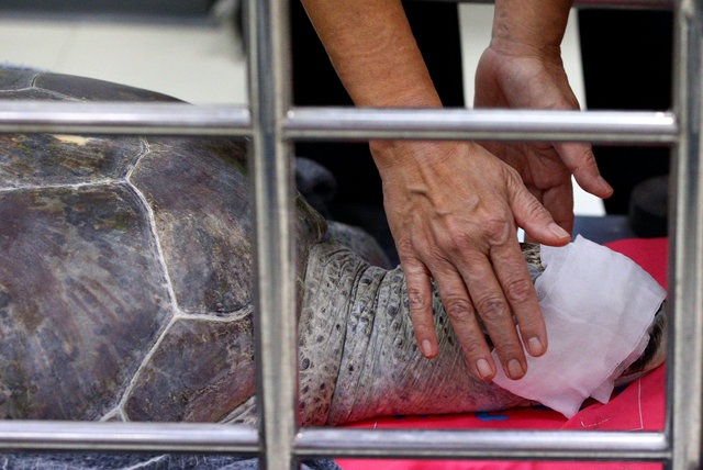 Mo bung lay gan 1.000 dong xu 'giai cuu' rua o Thai Lan hinh anh