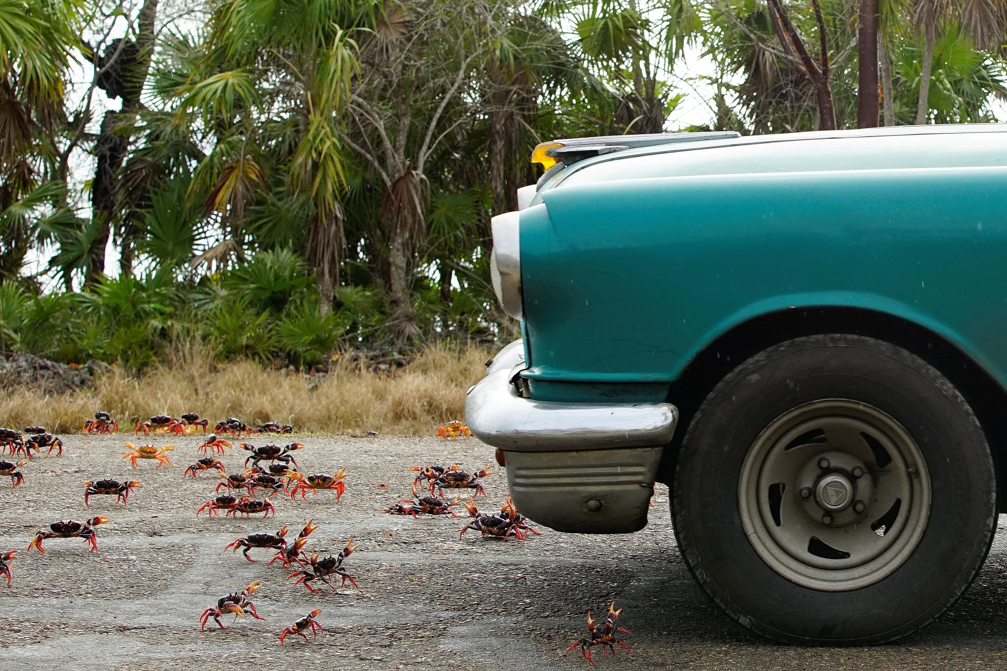 cua xam chiem vinh Con Lon o Cuba anh 8