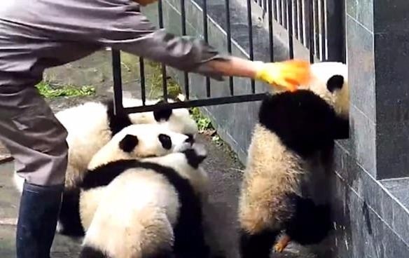 Cuoc 'vuot nguc' bat thanh cua 4 con gau truc o Trung Quoc hinh anh