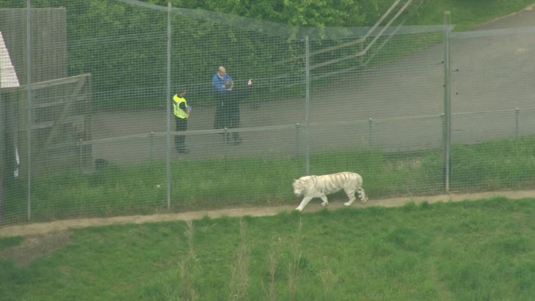 hổ cắn chết người ở sở thú Anh ảnh 1 ho can chet nguoi o so thu Anh anh 1