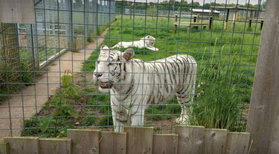 Can canh chuong nuoi con ho can chet nguoi o Anh hinh anh