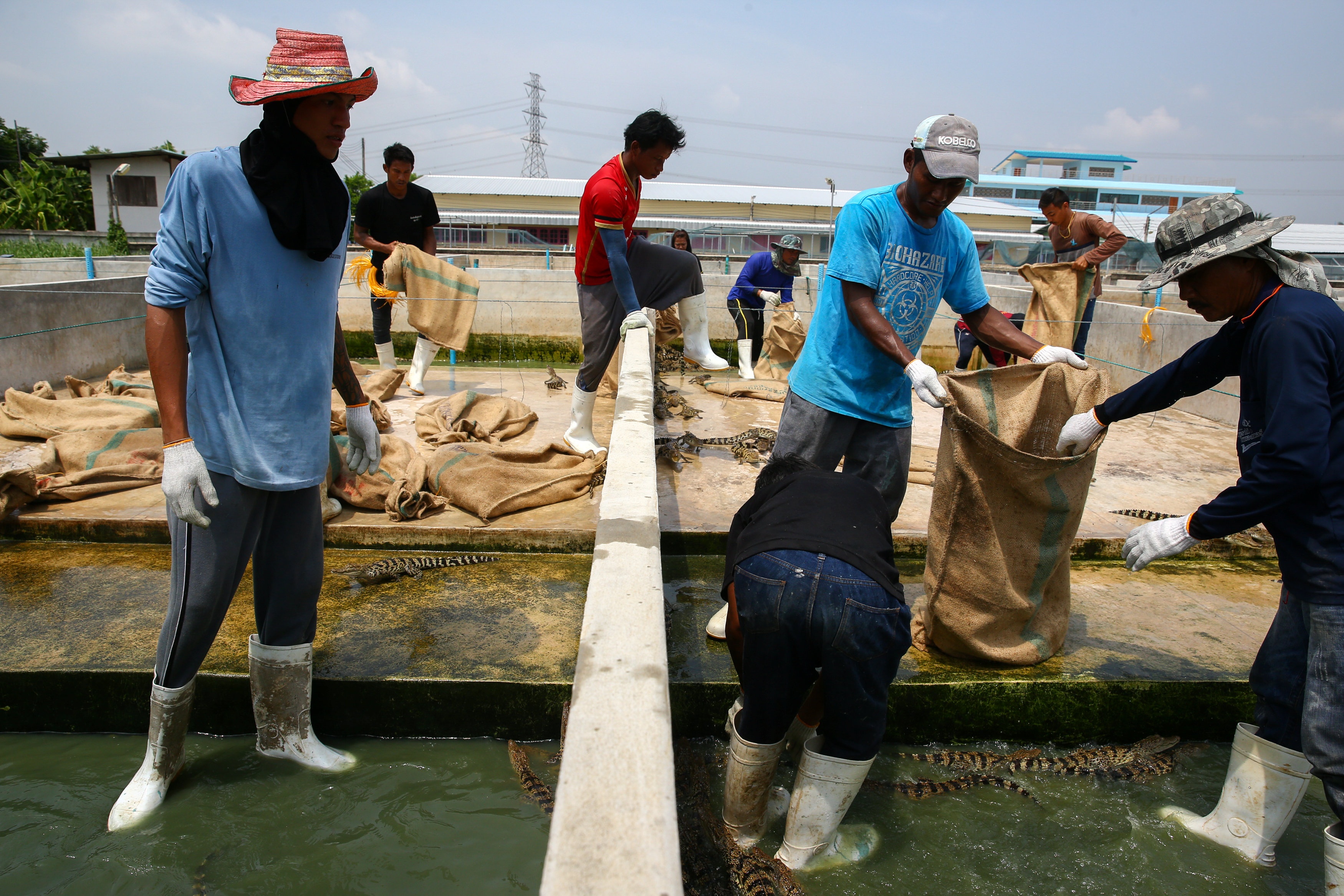 trang trai ca sau Thai Lan anh 4