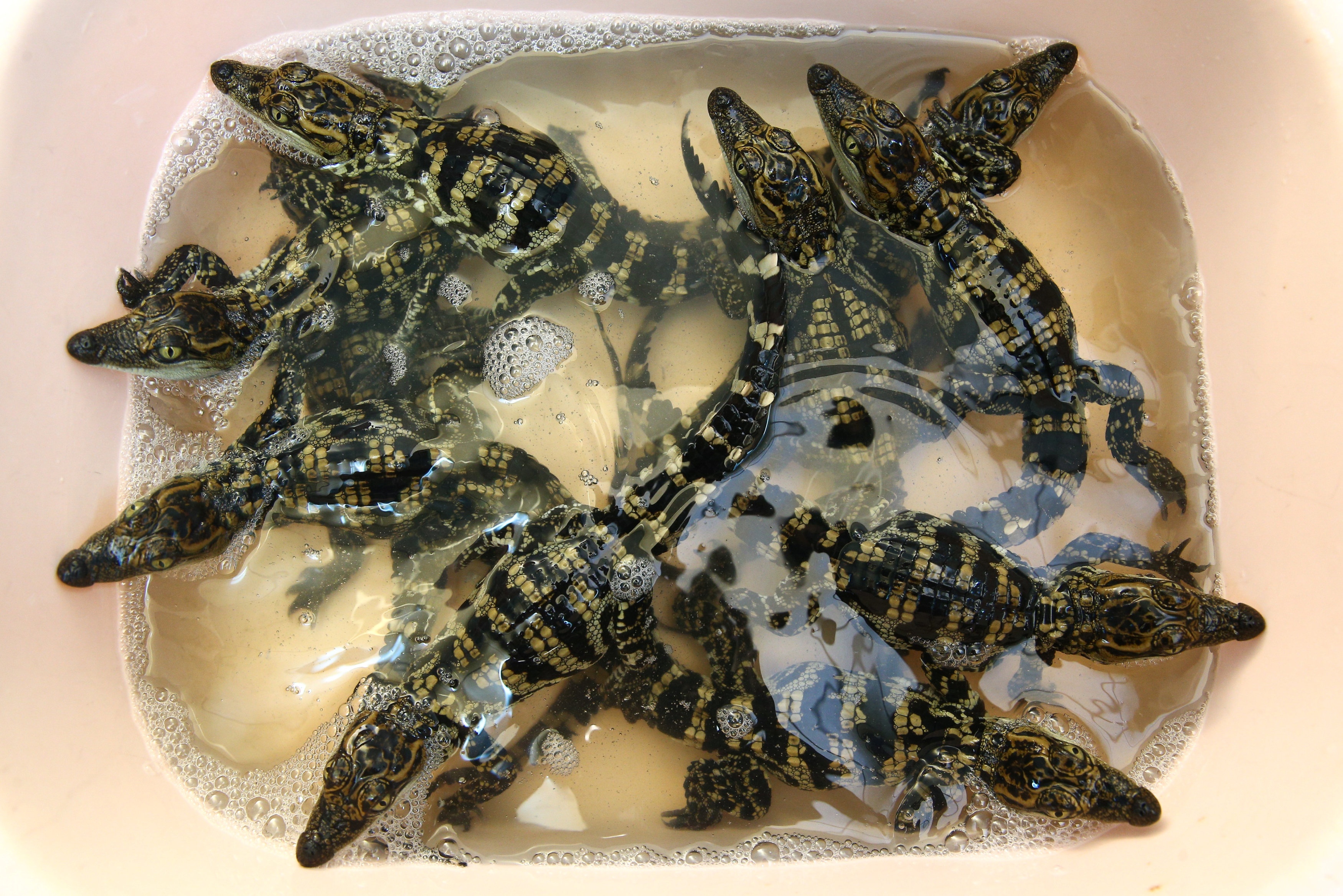 trang trai ca sau Thai Lan anh 11