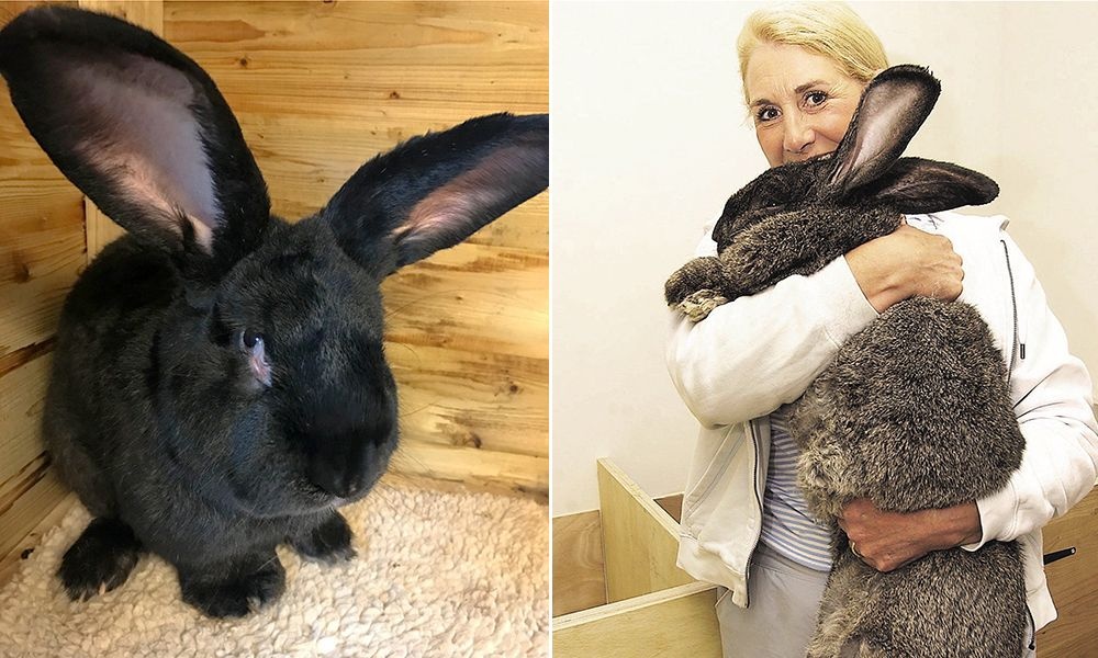 Tho khong lo chet sau chuyen bay, United Airlines bi kien hinh anh