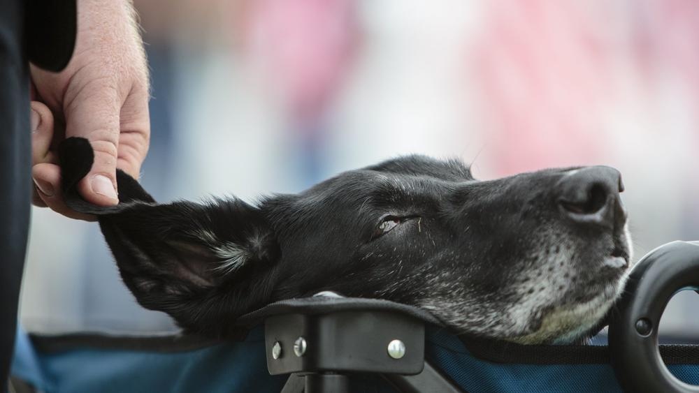 cho bi ung thu cua quan doi My anh 2