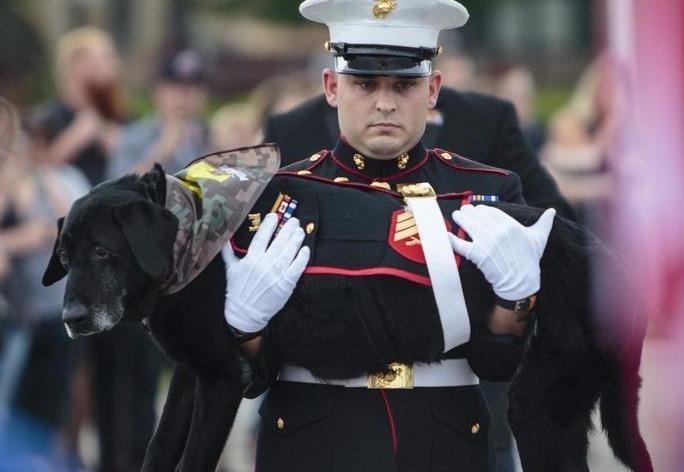 Nuoc mat tien dua con cho bi ung thu cua quan doi My hinh anh