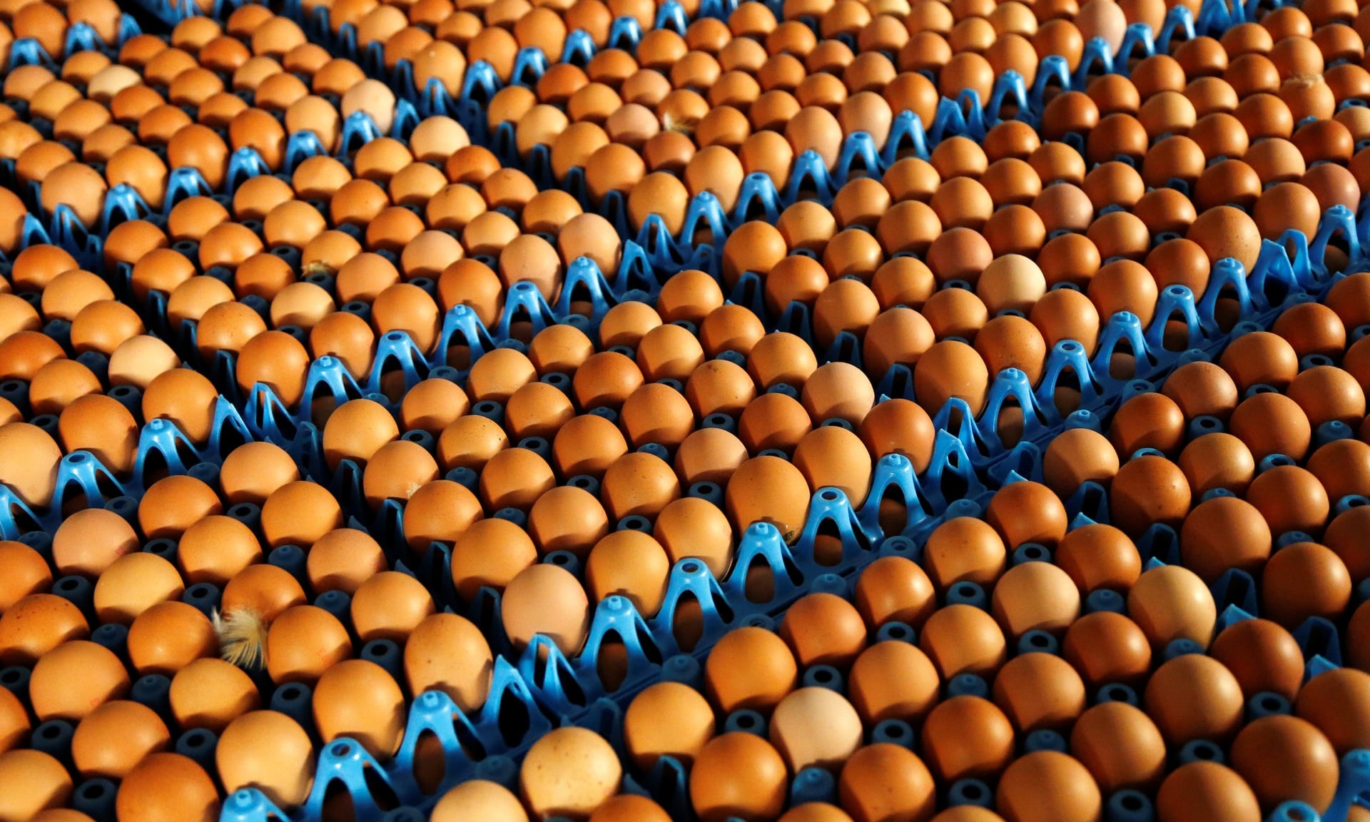 Anh nhap 700.000 qua trung nhiem thuoc tru sau tu Ha Lan hinh anh