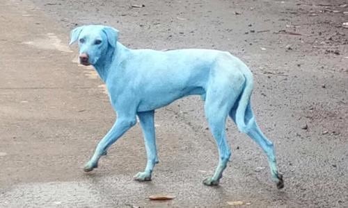 An Do: Cho bi 'nhuom' xanh vi nha may xa thai ra song hinh anh