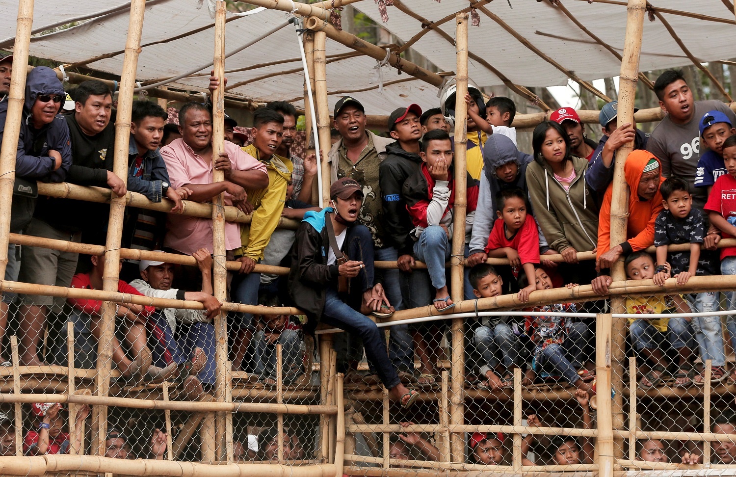 cho dau voi lon rung o Indonesia anh 5