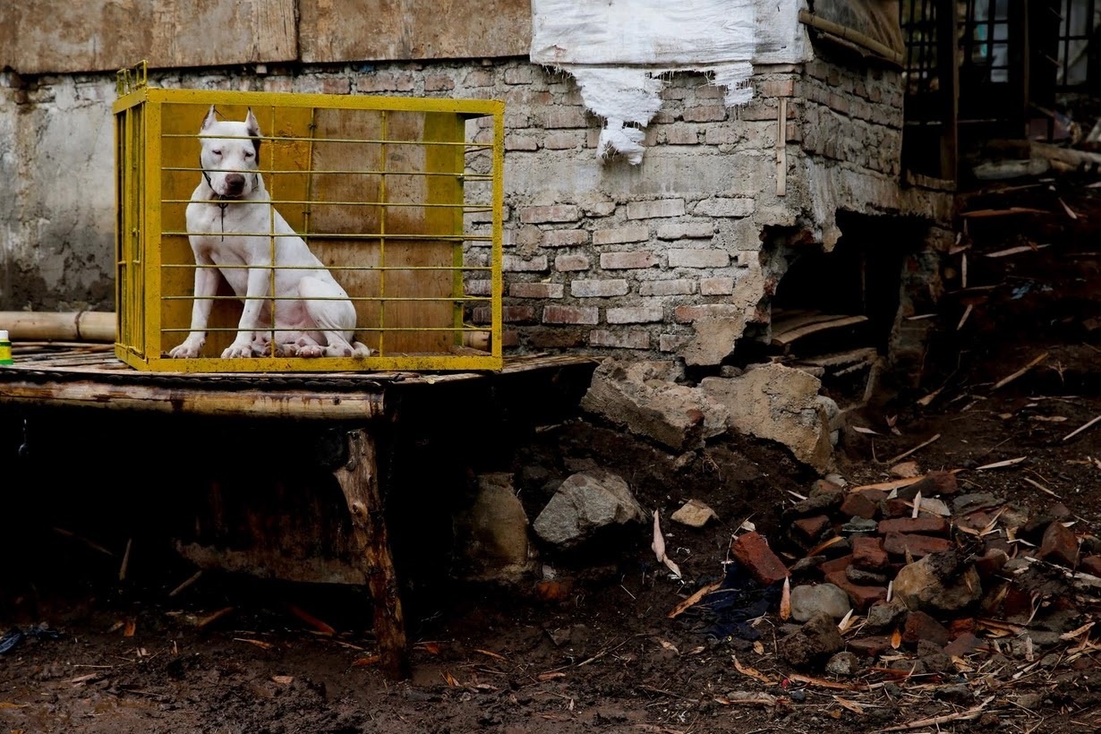 chó đấu với lợn rừng ở Indonesia ảnh 8 cho dau voi lon rung o Indonesia anh 8