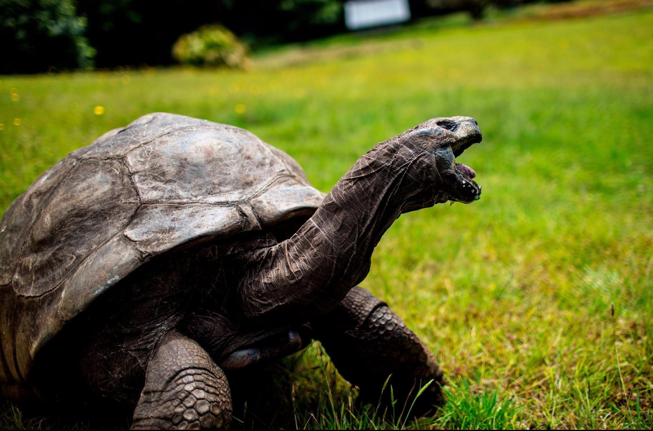'Cu' rua 185 tuoi - bau vat cua hon dao tung giam giu Napoleon hinh anh