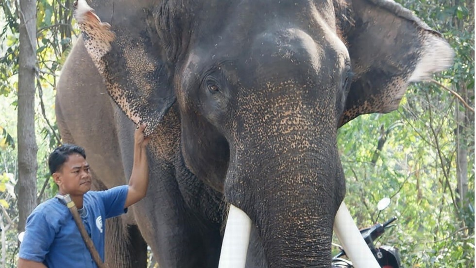 Voi 'ngoi sao' dung voi siet chet chu nhan o Thai Lan hinh anh