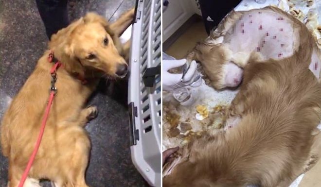 su co hang khong trung quoc anh 6