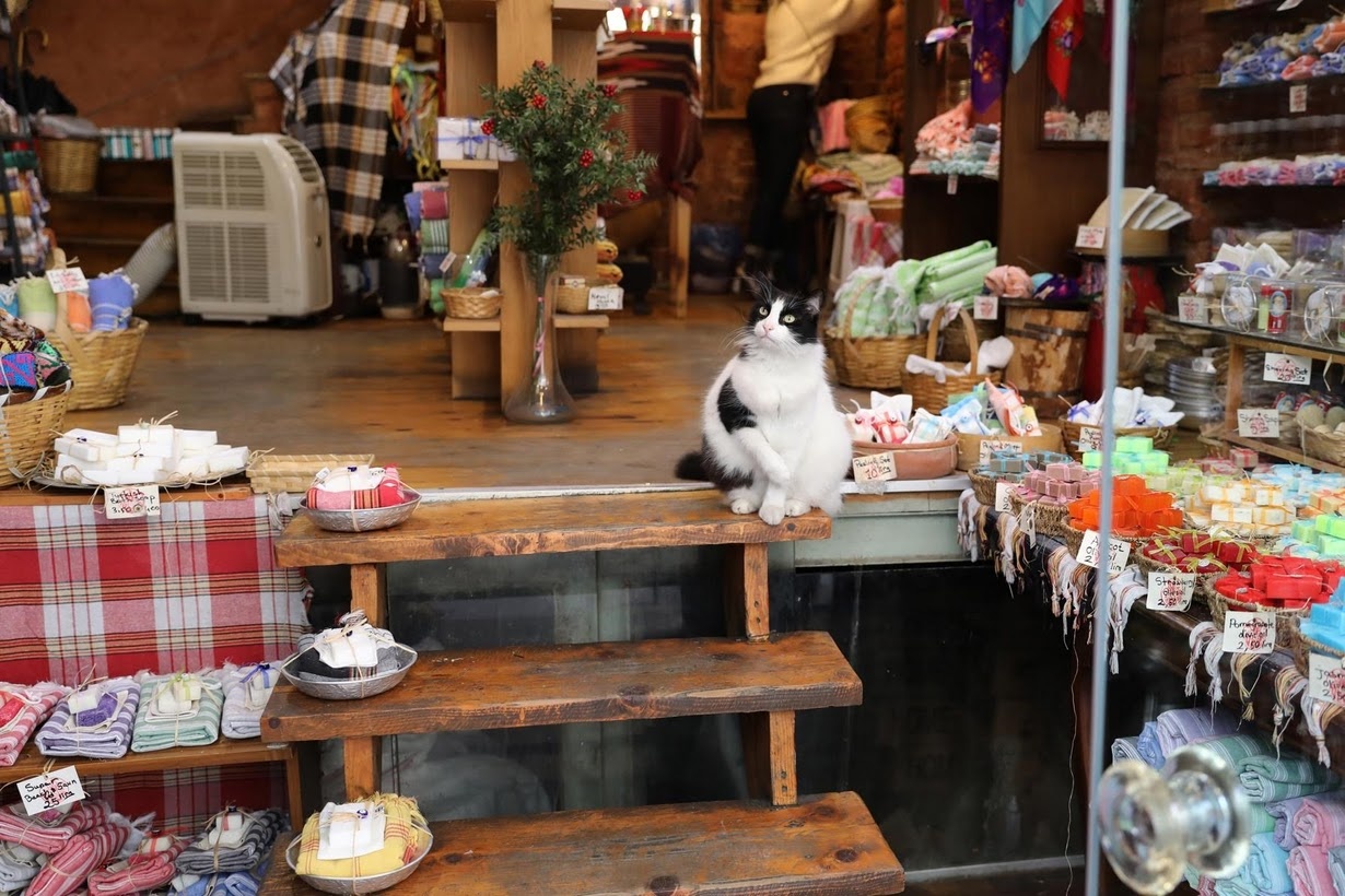 mèo ở istanbul ảnh 2 meo o istanbul anh 2