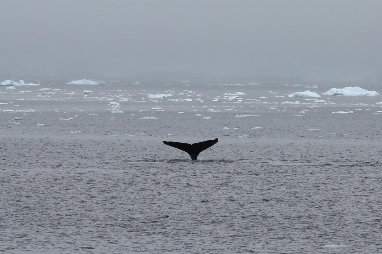 hanh trinh kham pha nam cuc anh 6