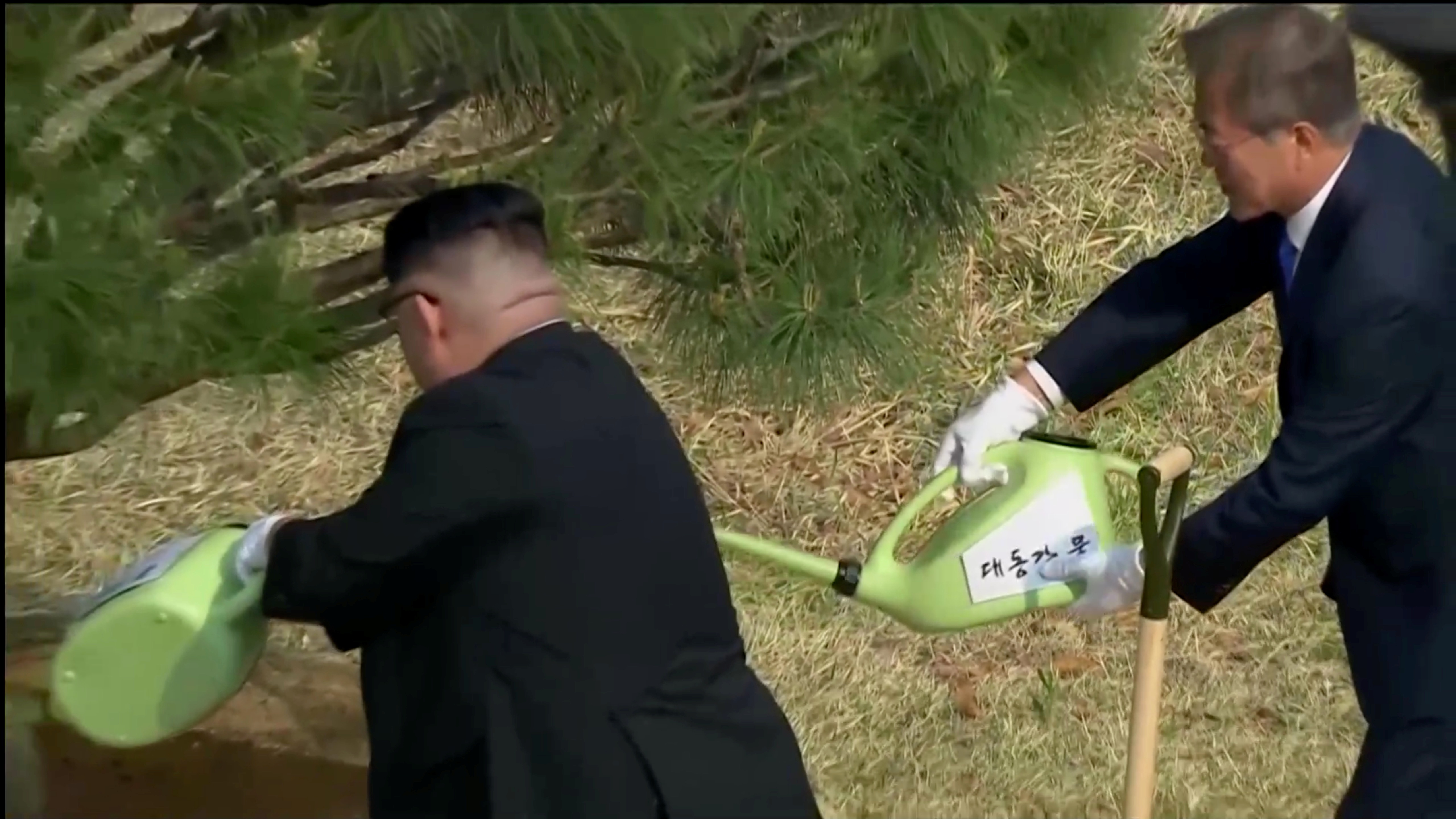 Ong Kim Jong Un va Moon Jae In 'trong' cay thong 65 tuoi hinh anh