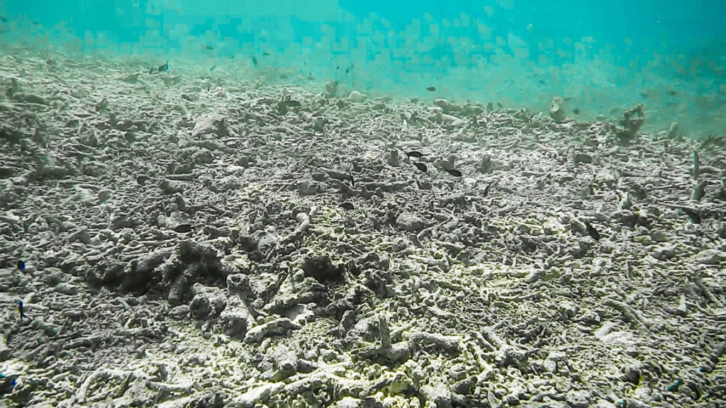 quan ly nghe ca o bien dong anh 3