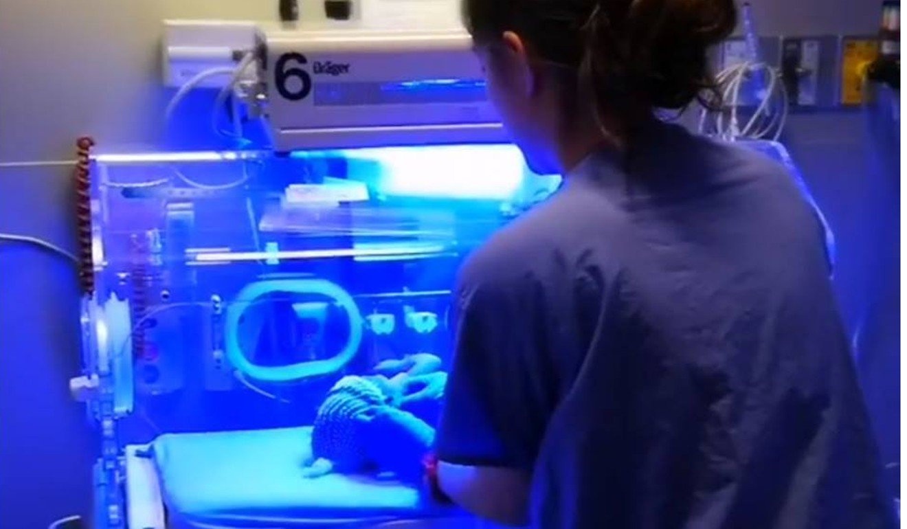 người trung quốc du lịch sinh con ở canada ảnh 5 nguoi trung quoc du lich sinh con o canada anh 5