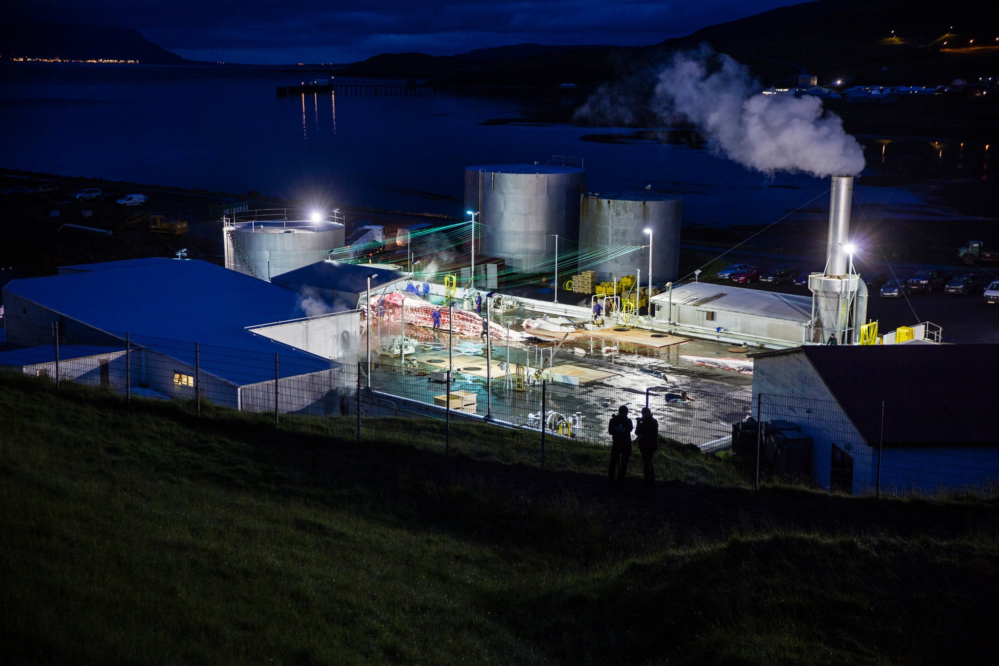 san bat ca voi o iceland anh 1