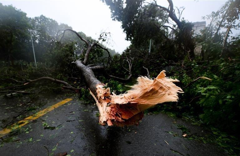 Bao Mangkhut tan cong Quang Dong, cay coi nga do hang loat hinh anh