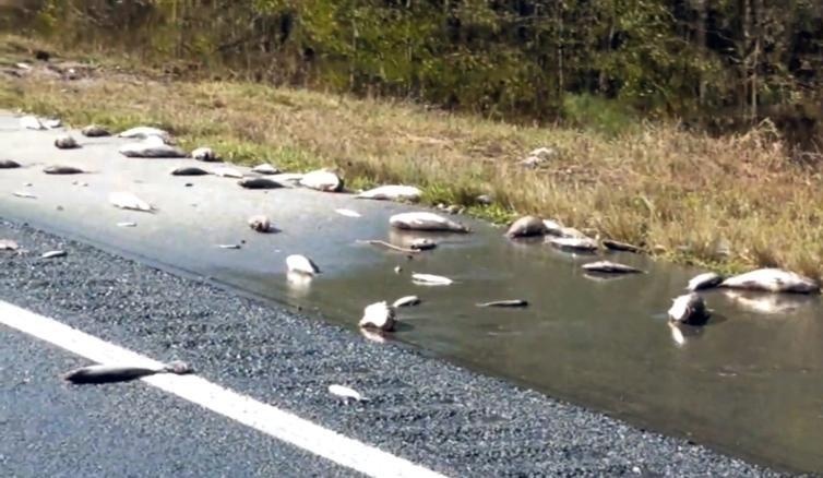 Ca chet nhieu tren duong o My sau bao Florence hinh anh