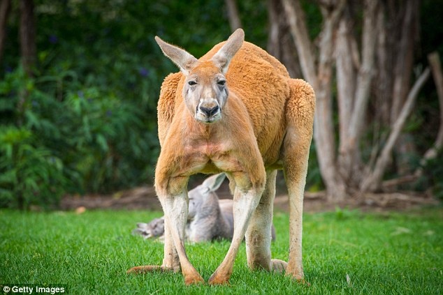 kangaroo tấn công người ở australia ảnh 1 kangaroo tan cong nguoi o australia anh 1